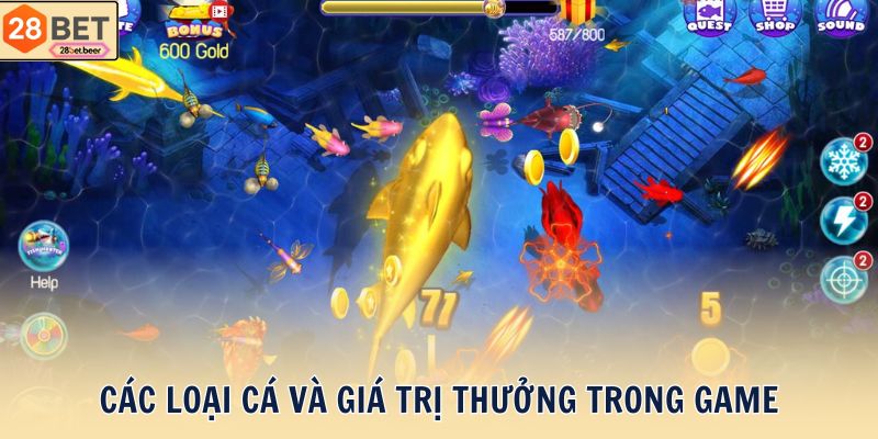 Các loại cá và giá trị thưởng trong game