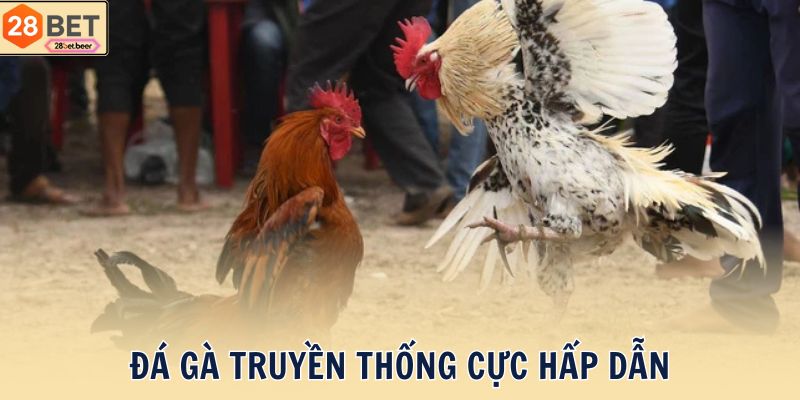 Đá gà truyền thống cực hấp dẫn