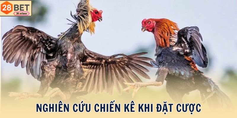 Nghiên cứu chiến kê khi đặt cược