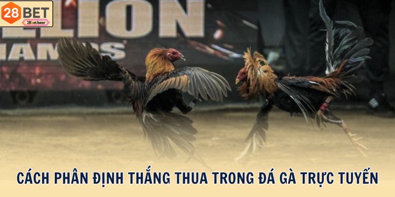 Cách phân định thắng thua trong đá gà trực tuyến
