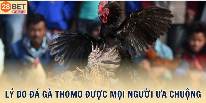 Lý do đá gà Thomo được mọi người ưa chuộng