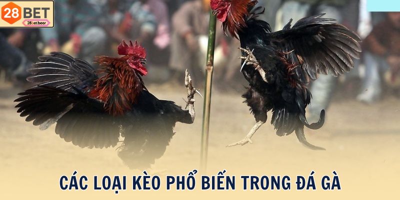 Các loại kèo phổ biến trong đá gà