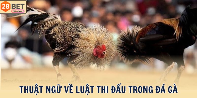 Thuật ngữ về luật thi đấu trong đá gà