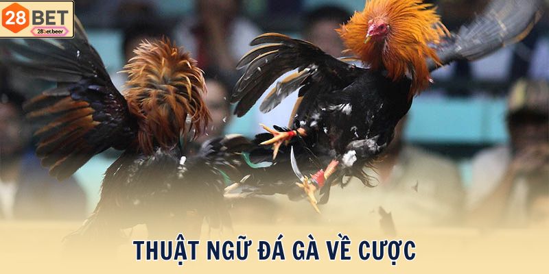 Thuật ngữ đá gà về cược